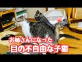 お姉さんになった目の不自由な子猫と保護した子猫　今日も穏やかな猫たち