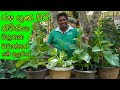 නිවිතියා වගාව බදුන්ගතව spinach cultivation in the garden niwithiya wagawa badunthula Organic
