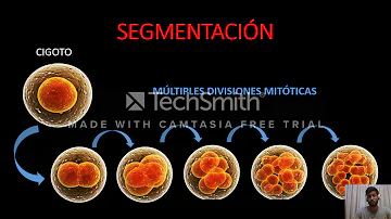 ¿Cuáles son las 6 etapas del desarrollo embrionario temprano de los animales?