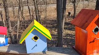 23/24 Birdhouse vid