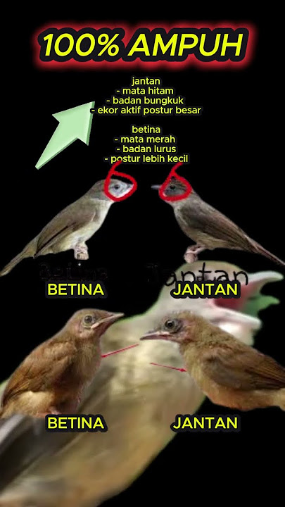 ciri ciri kapas tembak jantan dan betina #kapastembak #cucakjenggot