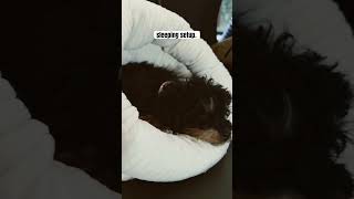 The Smallest Overlander Has the Best Sleeping Setup #offroadoverland #tinydog #puppy