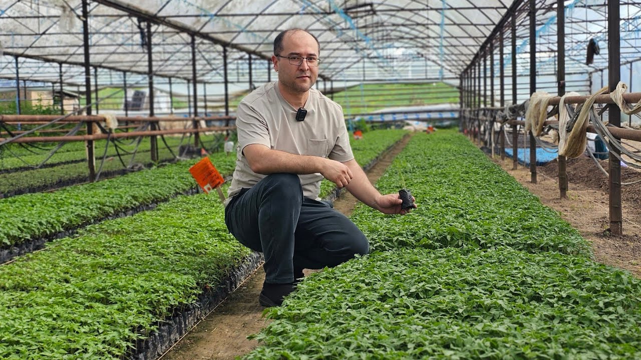 СИФАТЛИ ПОМИДОР КУЧАТИНИ ЕТИШТИРИШ СИРЛАРИ.