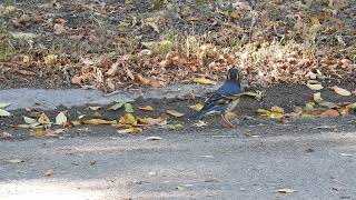 Beautiful Varied Thrush, Watrous,Saskatchewan