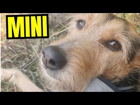 Mini the dog is fetching and looking for a ball
