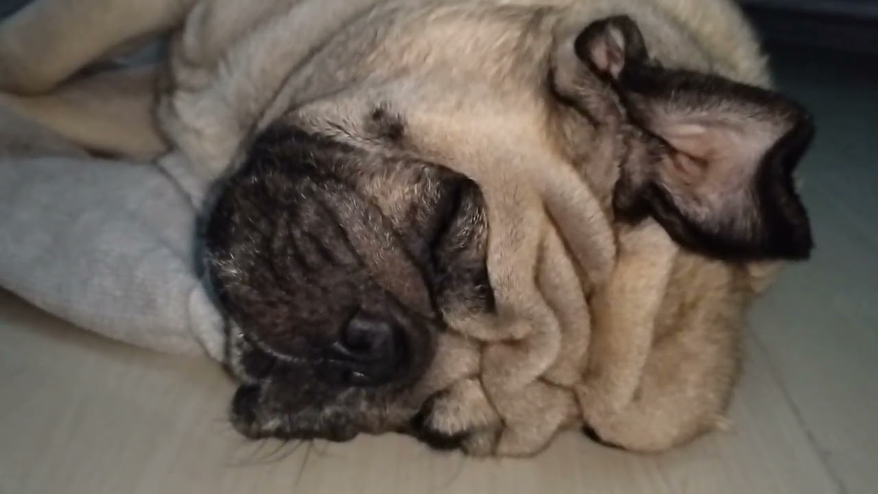 “99% People Sleep in 5 Minutes 😴 | Pug Puppy Snoring Sound”