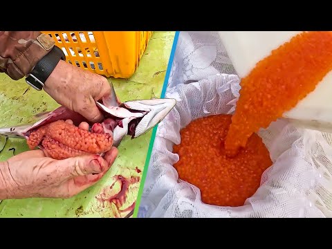 Как на Дальнем Востоке добывают и солят икру? Рецепт самой вкусной в мире лососевой икры