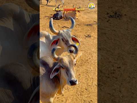 GAUMATAJI 🌺🚩❤️ || #trending #animals #gaumata #trendingshorts #cowlover #gaushala #cow #love