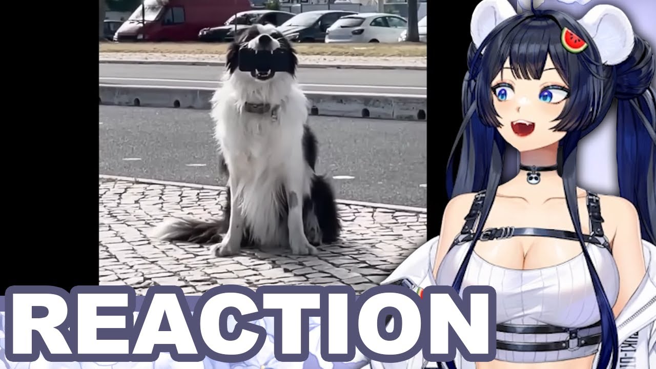 EIN SELFIE HUND! | Suki reagiert auf Daily Dose of Internet