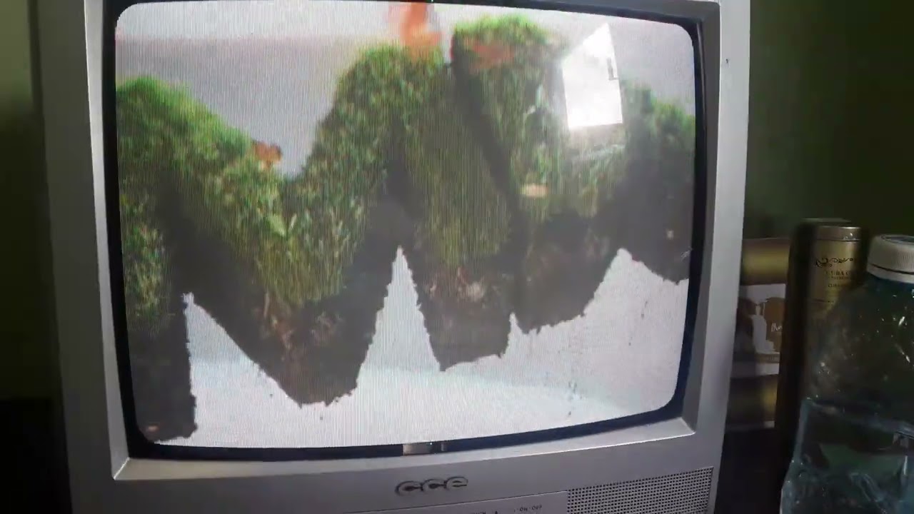 enceramento esporte espetacular início um dobra no tempo na temperatura máxima