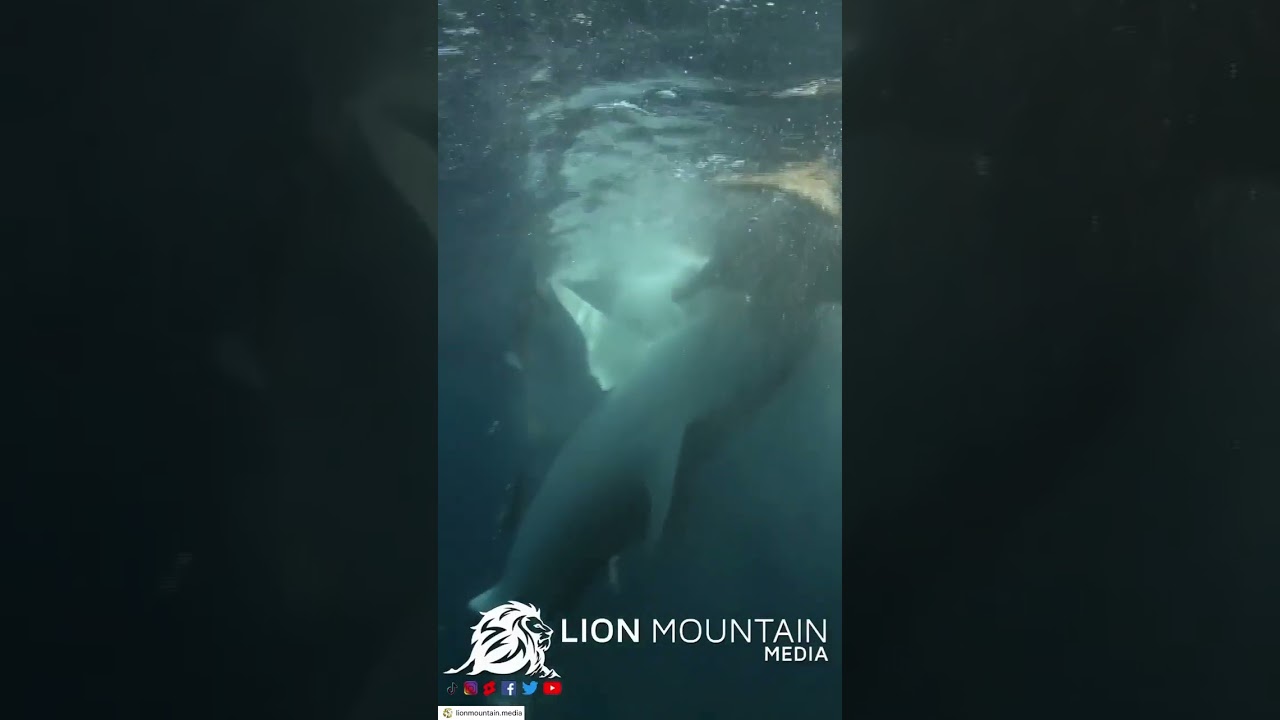 Tiger Shark vs. Sea Turtle – A Battle for Survival