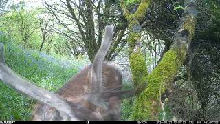 Red Deer 3