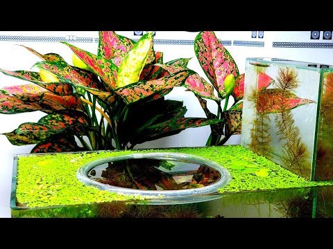 How to make Unique Multi Level Aquarium (Wild Betta)-NO Filter, NO CO2, 3 Gallon Nano