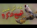 تغريد انثى الحسون لتهييج الذكر  ⁄ L'appel de la femelle pour motiver le chardonneret à chanter