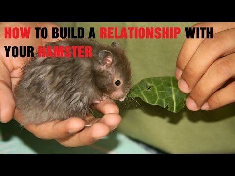 How to Build a Relationship With Your Hamster