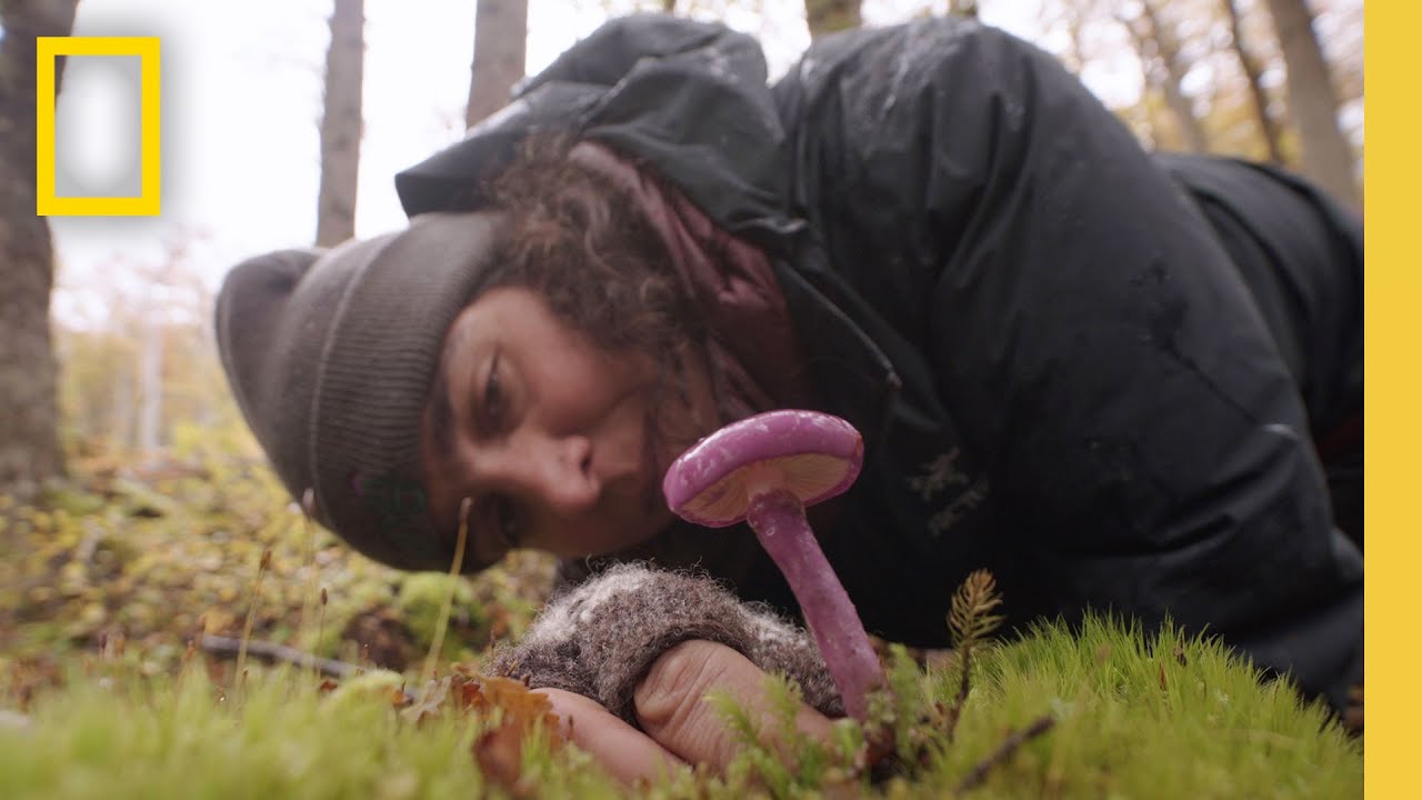 “Discovering Flora, Fauna, and Fungi: A Documentary by National Geographic Society” – Video