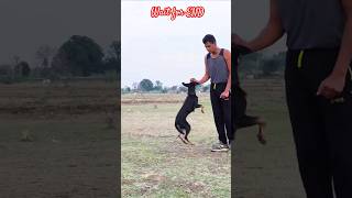 How to teach sit command to a desi dog#dog #dogtraining #puppy #doglover