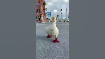 Cute Waddle Duck! | SirDuckLover