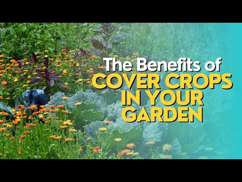 The Benefits of