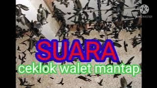 Download lagu ceklok walet, jernih, suara cek lokasi walet, dunia walet