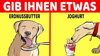 10 Menschliche Lebensmittel Die Für Hunde Gesund Sind