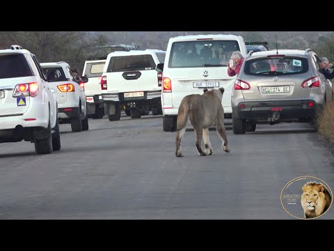 Videó: Hol nézhetem meg a használt oroszlánokat?