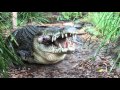 Saltwater crocodile eating a pigs head