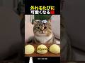 外れるたびに可愛くなる猫