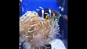 #fish#fisch#Fisch#Fische#рыба#рыбалка#Аквариум#аквариумные рыбки#рыбак#рыбалка#poisson#pez