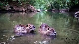 Grooming And Squeaking Nutrias Coypus