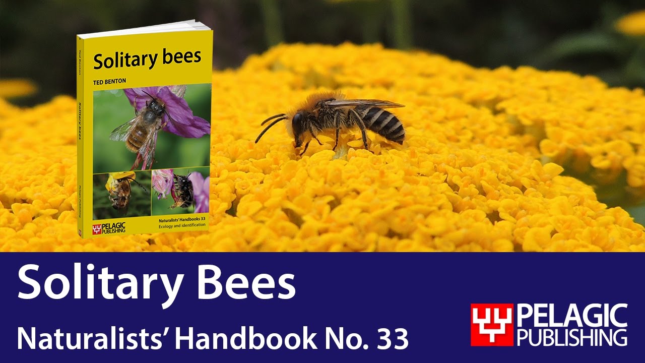 Solitary Bees Naturalists Handbook No 33 Youtube