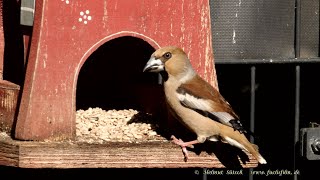 Kernbeisser, Distelfink, Grünfink, Kohlmeise, Blaumeise, Buchfink, Buntspecht, Stieglitz, Türkentau.