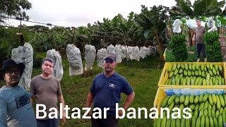 incrível processo no cultivo e colheita de bananas
