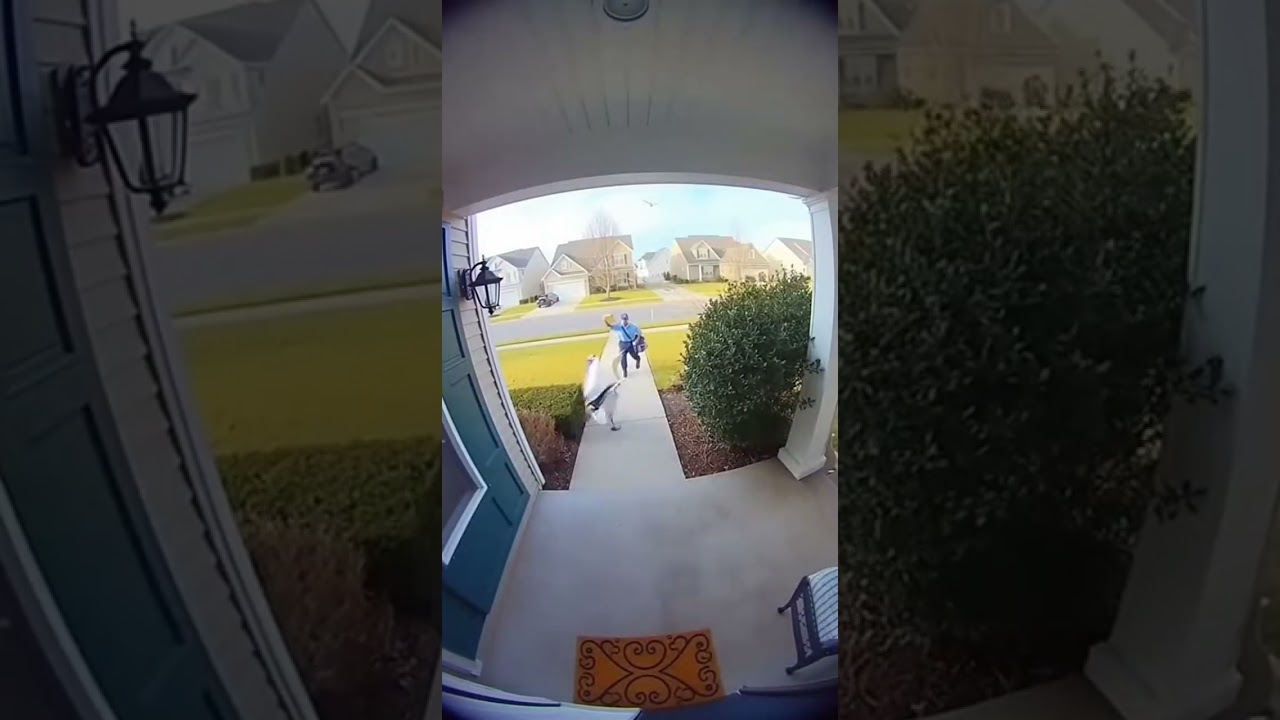 Giant Pelican Attacks Mailman!