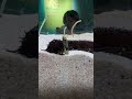 海遊館ナマコとの対決