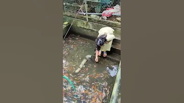 Golden Fish 
