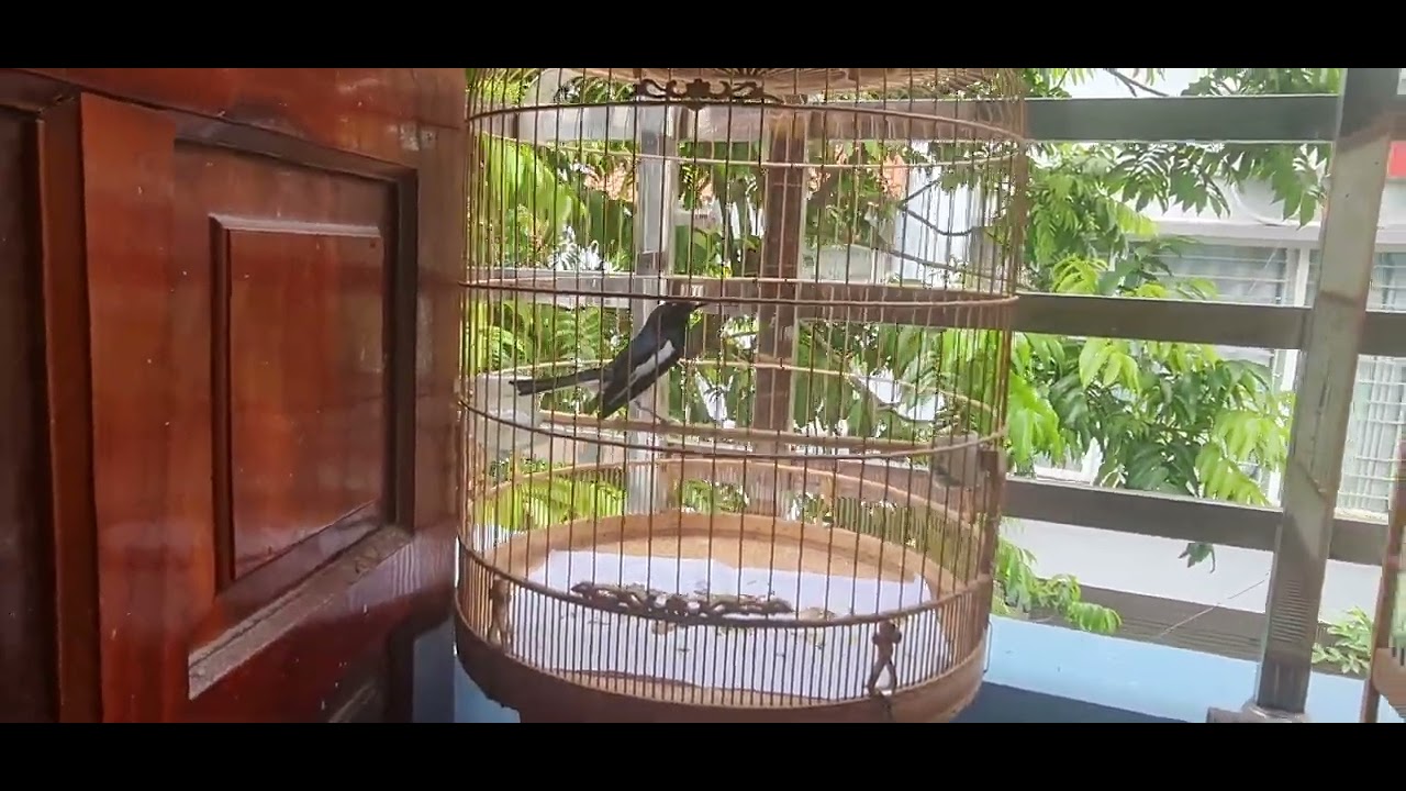 Giải thích chim than mép ,nuôi gột chim con,chim chuyền,chim mép của Quang