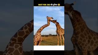 Animals Ke Gajab Karname-82 Wait For Twist