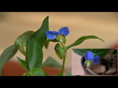 Video: Andersonova Tradescantia - Cvet Za Senčni Vrt In Okenske Police