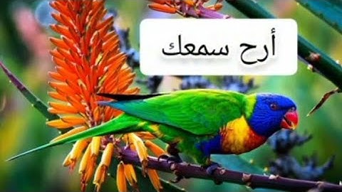 أرح سمعك تلاوة هادئة تريح القلب والعقل💗🎧 وتساعد علي الاسترخاء
