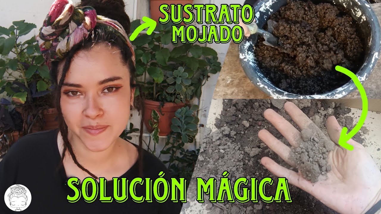 Te cambio la vida para siempre con este simple truco para secar tu sustrato en tiempo record 💚✨🪷🌱