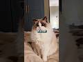 Cat Caught Transforming Into Human On Camera 😨