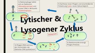 Lysogener und lytischer Zyklus (Vermehrung von Viren)