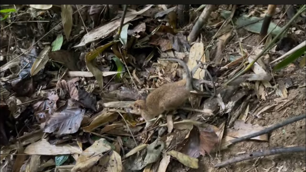 Đi thu bẫy lại dính cực nhiều chuột rừng khủng |Rừng núi Bắc Kạn