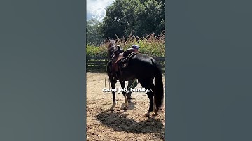 Come Get Me Trick! Part 6! | The Horse Guru-Michael Gascon