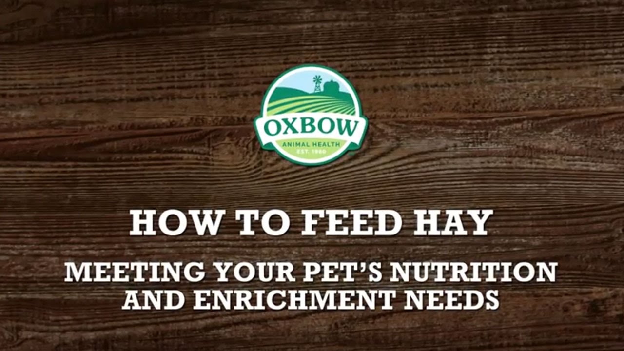 How to Feed Hay, Enrichment