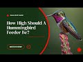 How High Should A Hummingbird Feeder Be? #hummingbirds