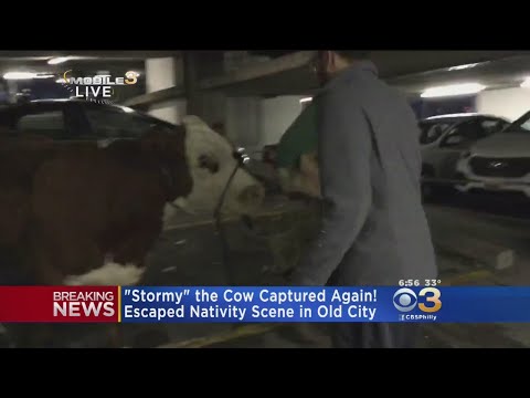 'Stormy' The Cow Captured After Second Escape