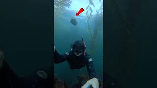 Dangerous Animal Seen In Deep Water