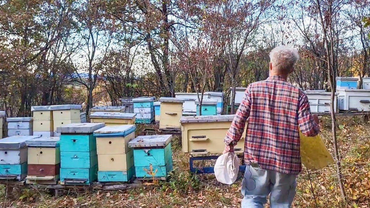 Tri saveta za uspešnije pčelarenje